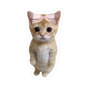 pookie cat